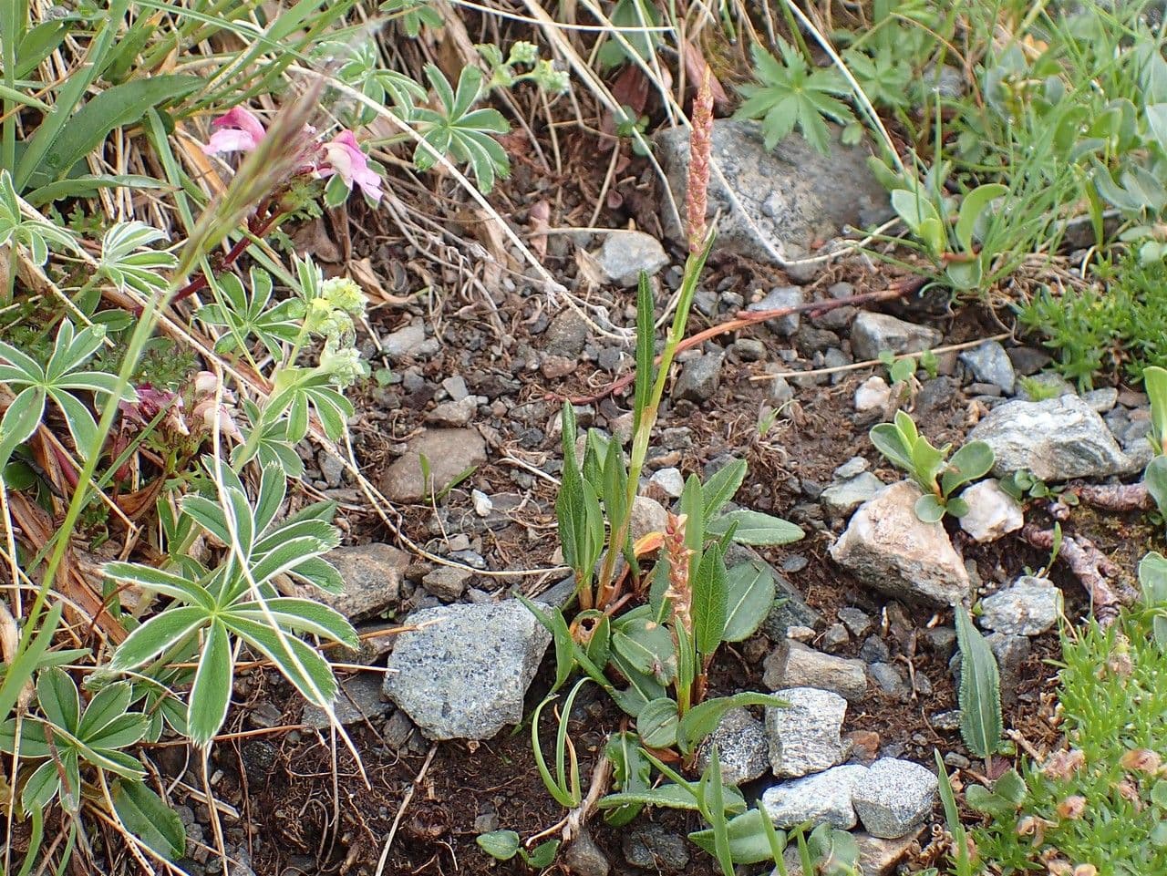 Bistorta vivipara in full bloom showing pink flower heads and characteristic leaves