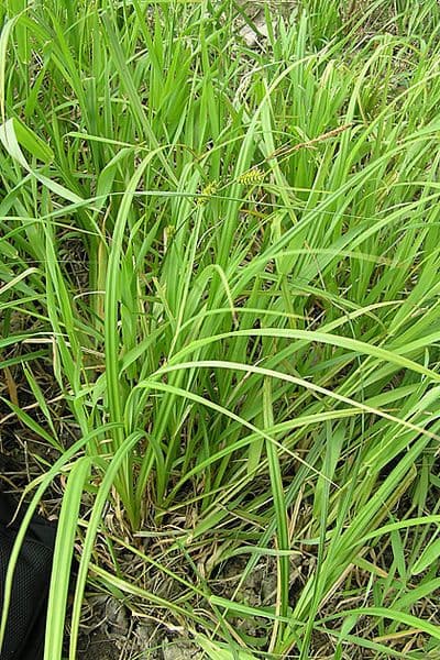 Shoreline sedge growing at waterside with characteristic green foliage