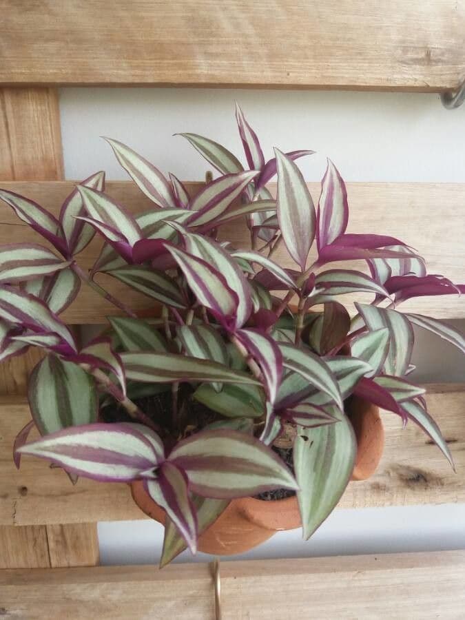 Tradescantia zebrina Blattdetail mit charakteristischer violetter Unterseite