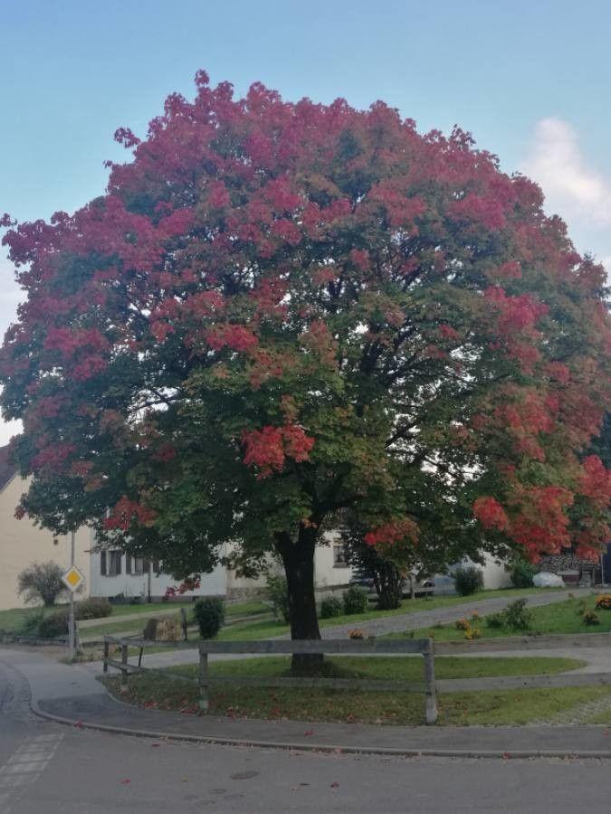 Roter Ahorn im Herbst mit leuchtend roten Blättern vor blauem Himmel