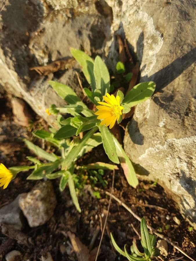 Fleur jaune en forme d'etoile de Calendula stellata parmi une vegetation mediterraneenne