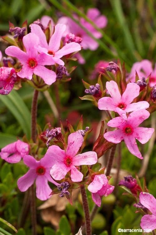 Androsace laevigata als kompaktes Polster mit kleinen rosafarbenen Blueten auf felsigem Untergrund