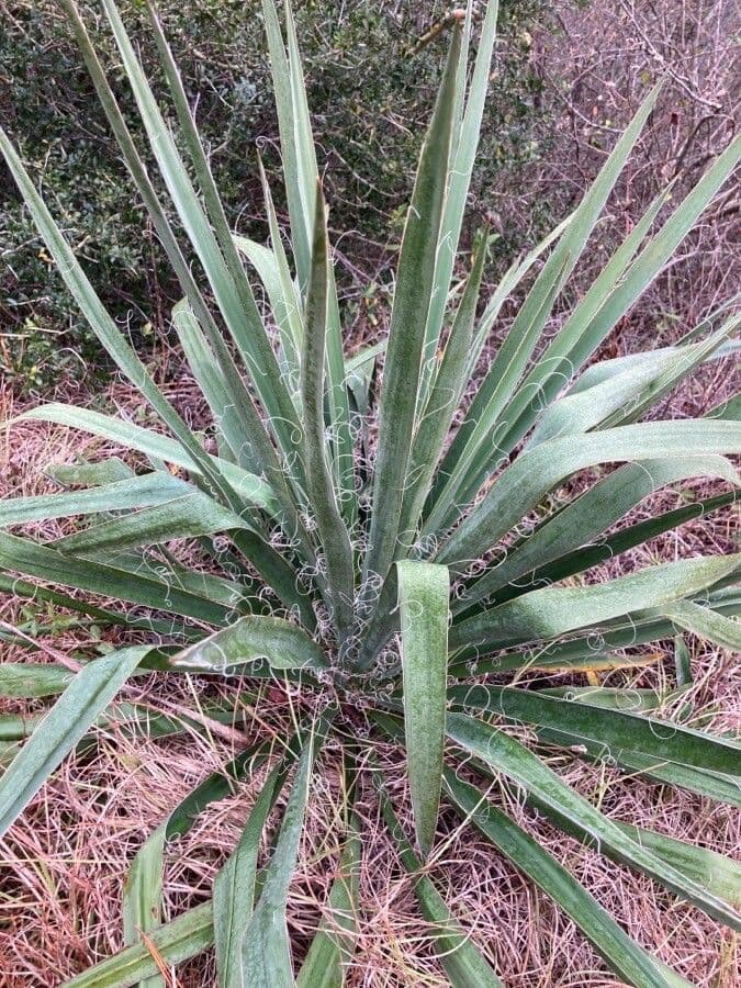 Yucca arkansana with blue-gray rosettes and white flower spikes