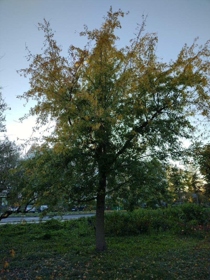 Érable argenté en automne avec un feuillage doré et rouge dans une lumière tamisée