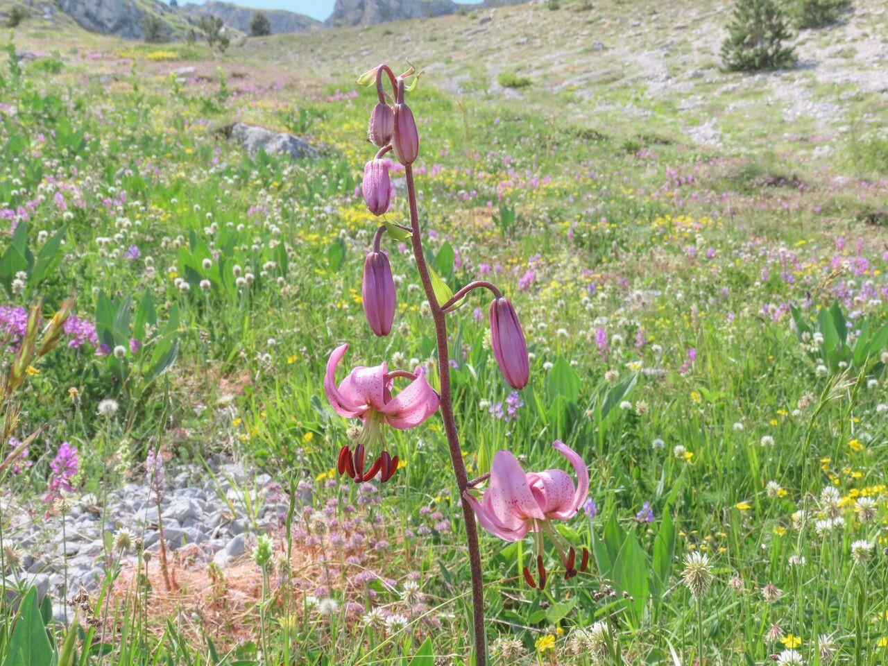 Türkenbund-Lilie mit hängenden, purpurfarbenen Blüten in einem Waldrandgarten