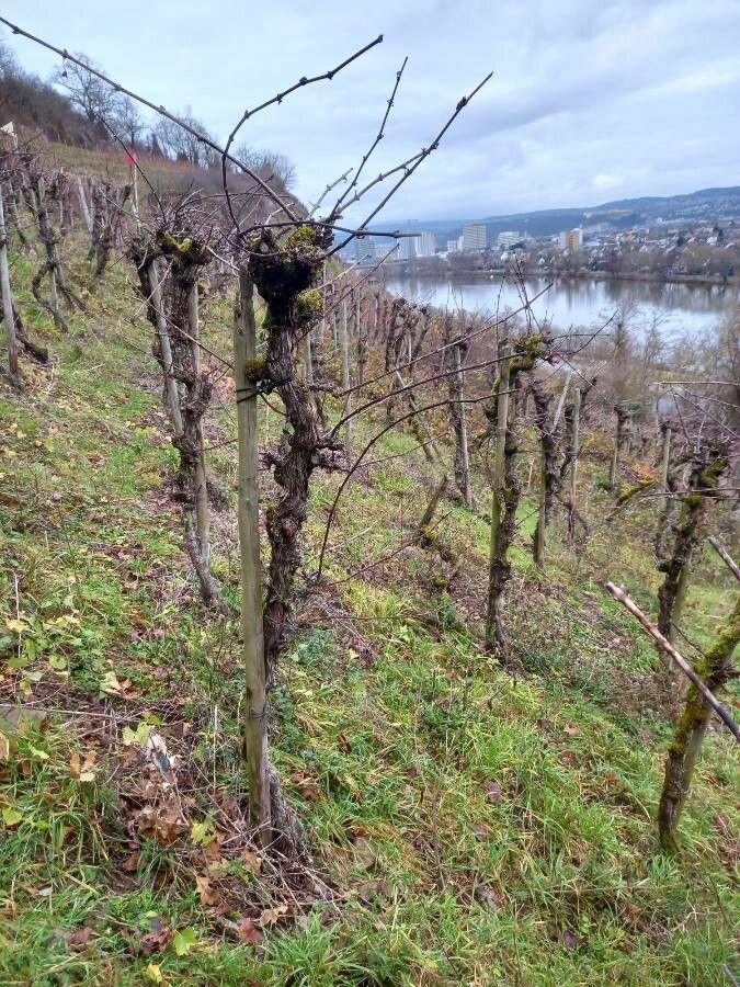 Gesunde Weinrebe mit reifen Trauben im Sonnenlicht