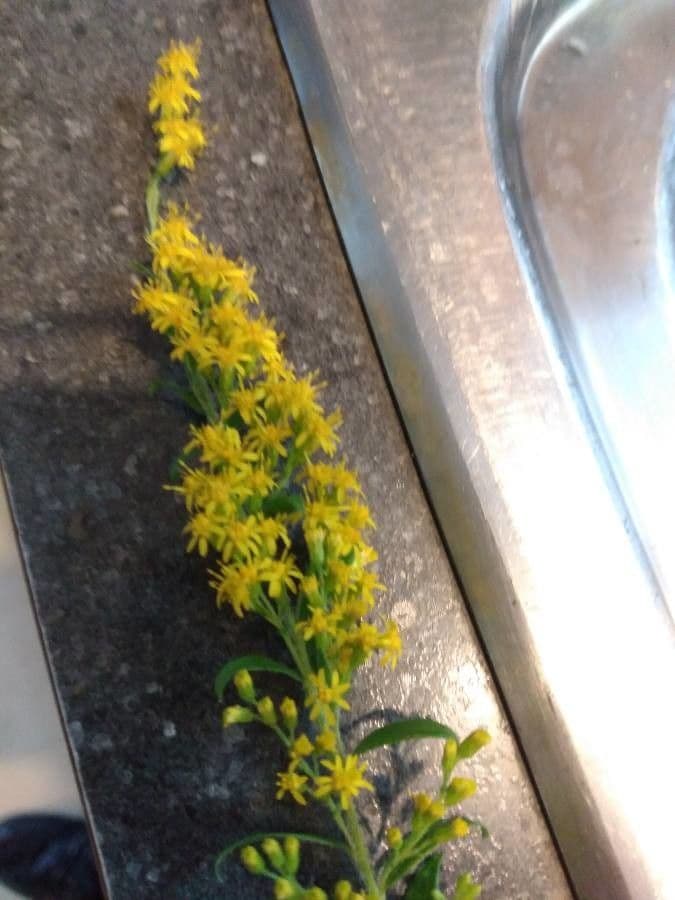 Elliott's Goldrute (Solidago latissimifolia) mit gelblich-grünen Blütenrispen in Küstenbereichen