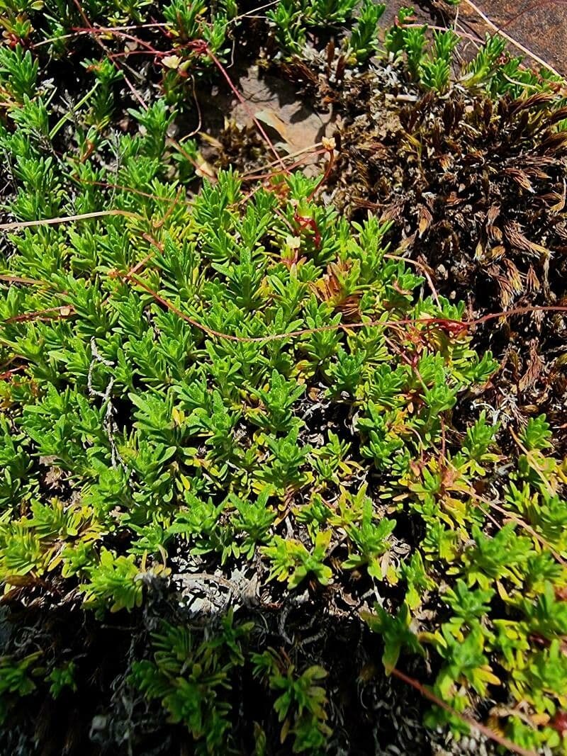 Azores thyme with pink flowers and compact form