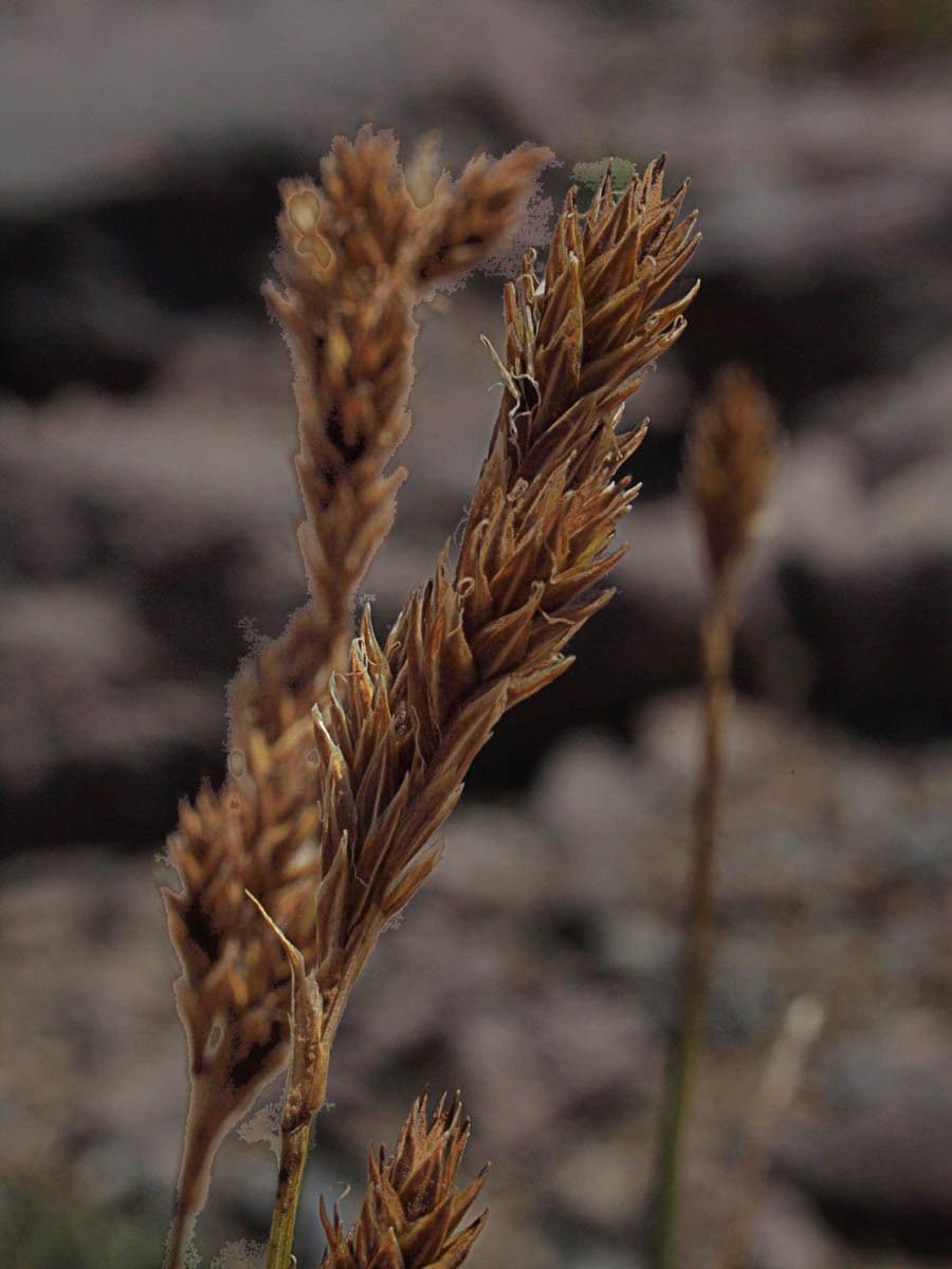 Carex tete brune en fleur en region alpine