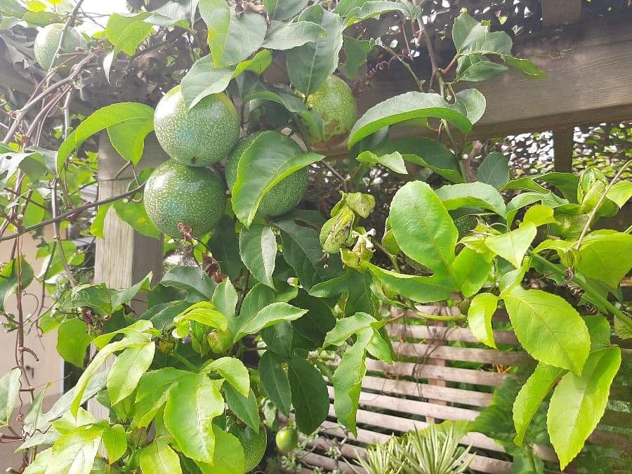 Fleur et fruits de Passiflora edulis passion fruit