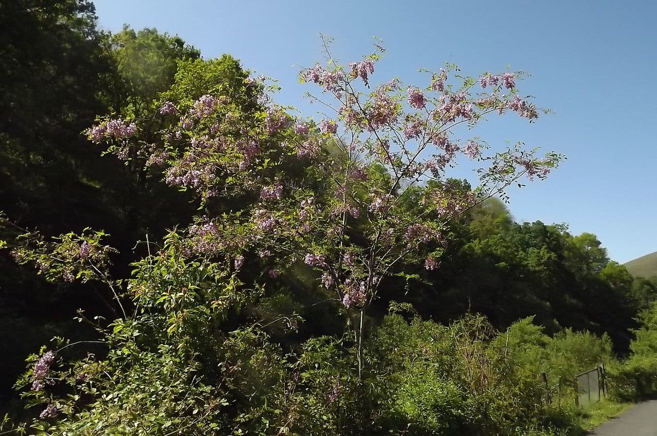 Robinia neomexicana shrub with pink flower clusters in dry landscape