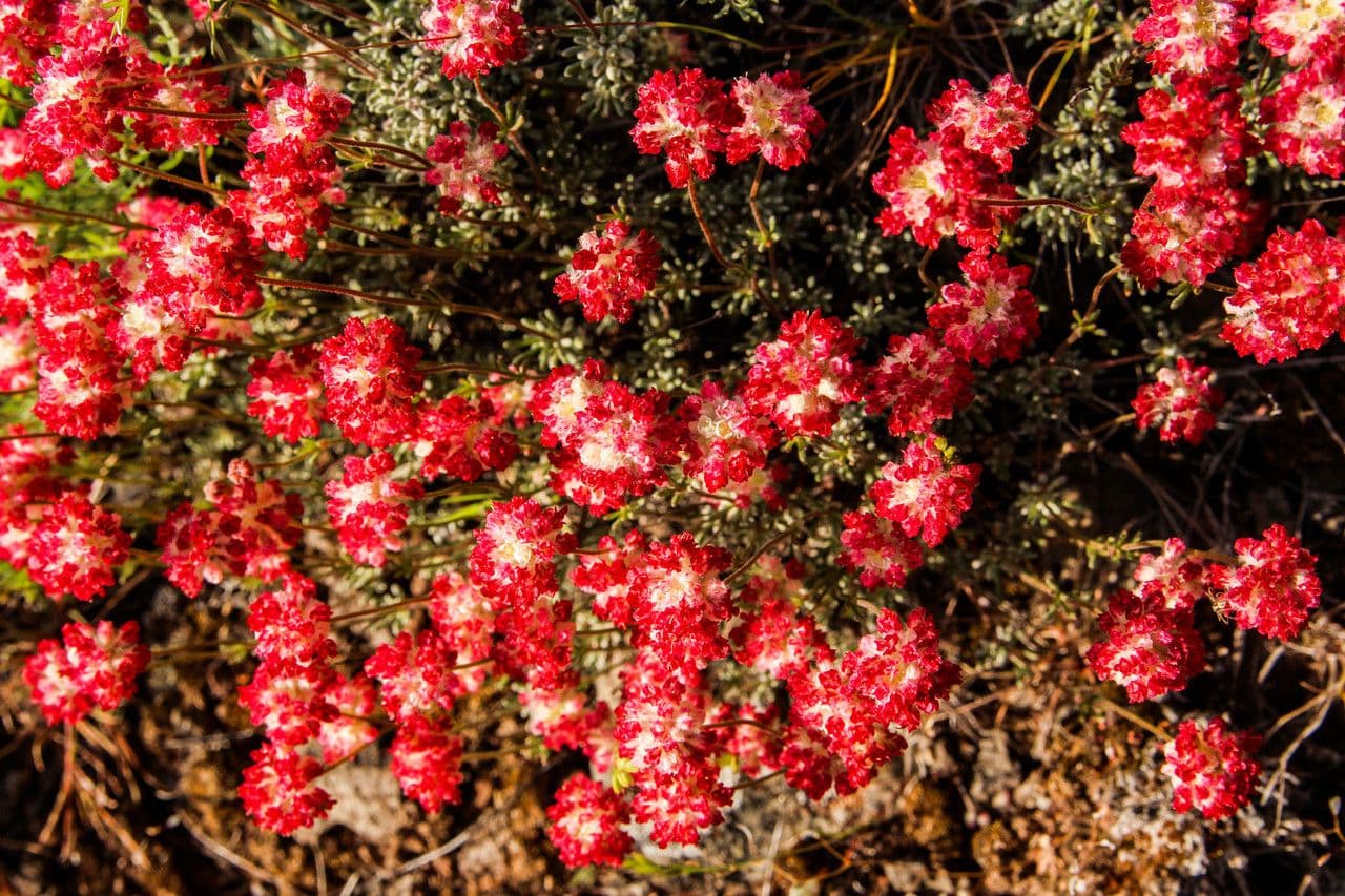 Eriogonum thymoides met gele bloemen in rotsachtig landschap