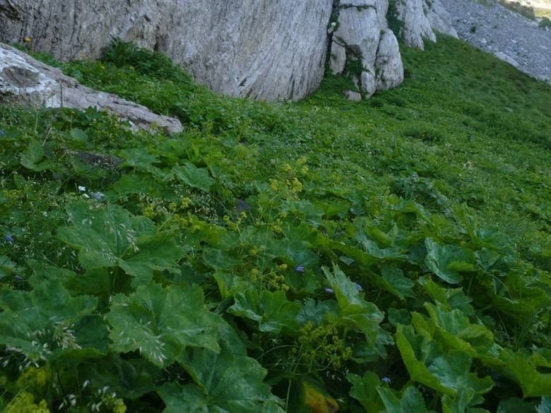 Alchemilla straminea with rounded lobed leaves and yellow-green flower sprays in a European mountain garden setting