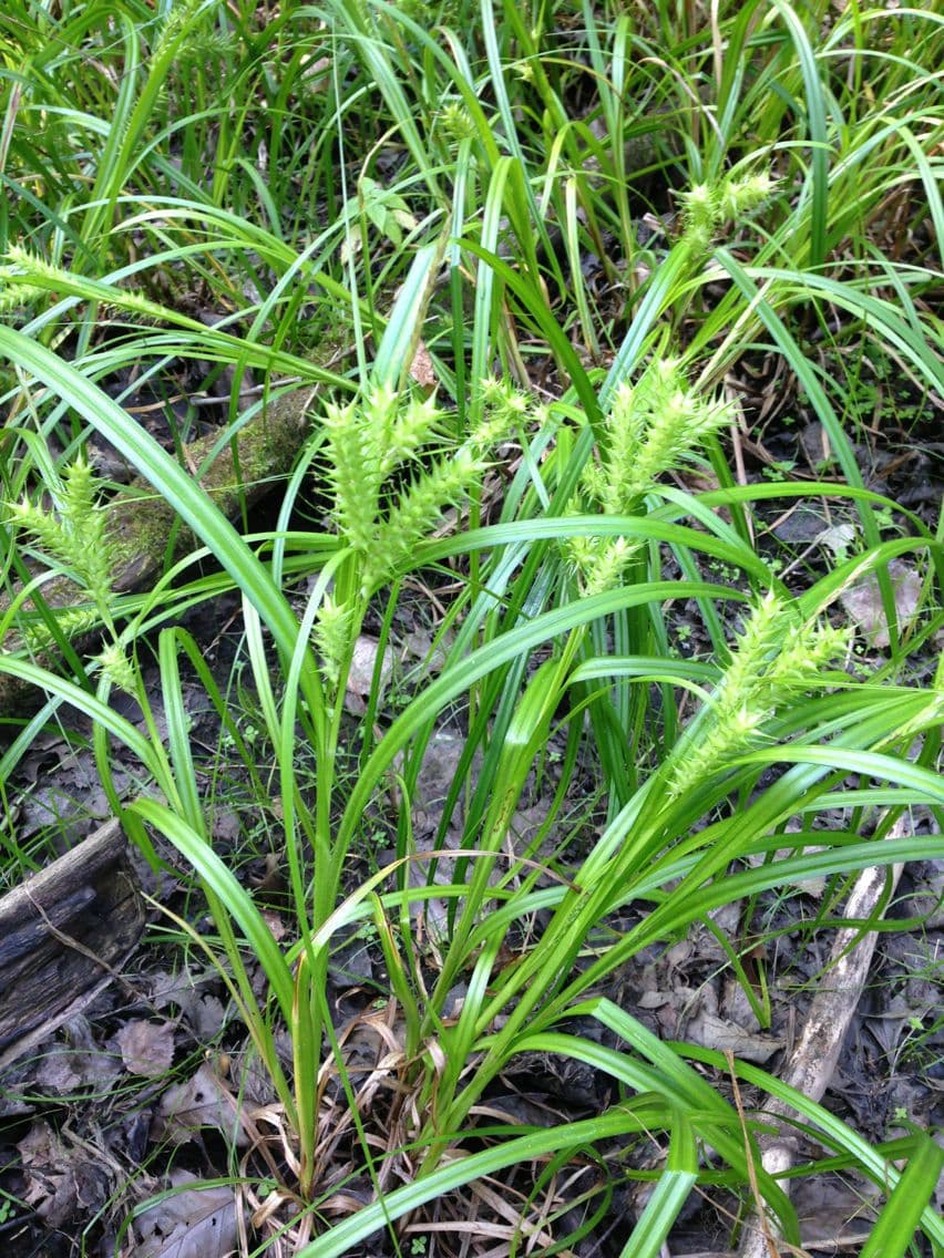 Carex lupuliformis displaying hop-like seed clusters