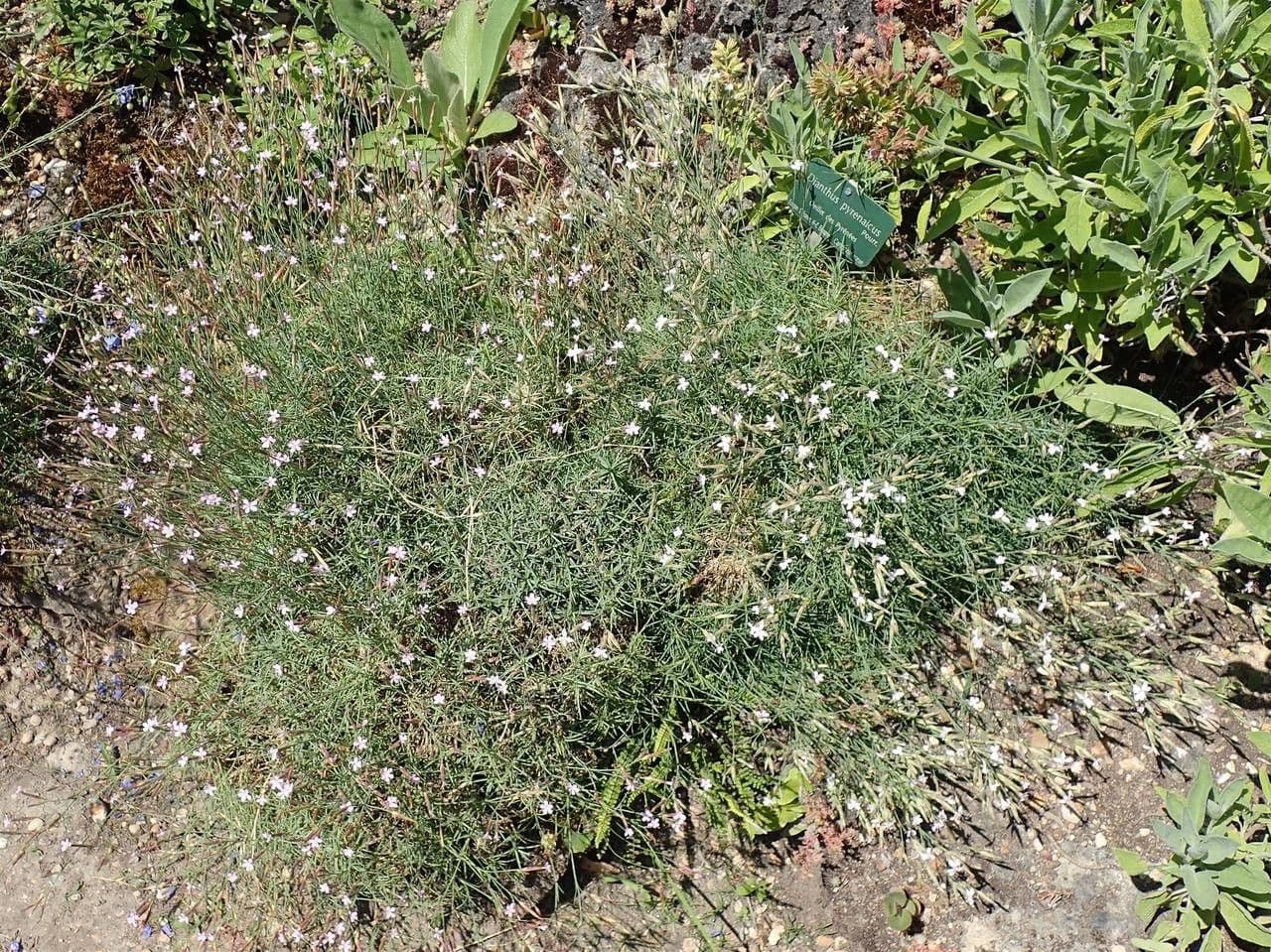 Dianthus pyrenaicus zeigt dichte Matten mit rosa-violetten Bluten