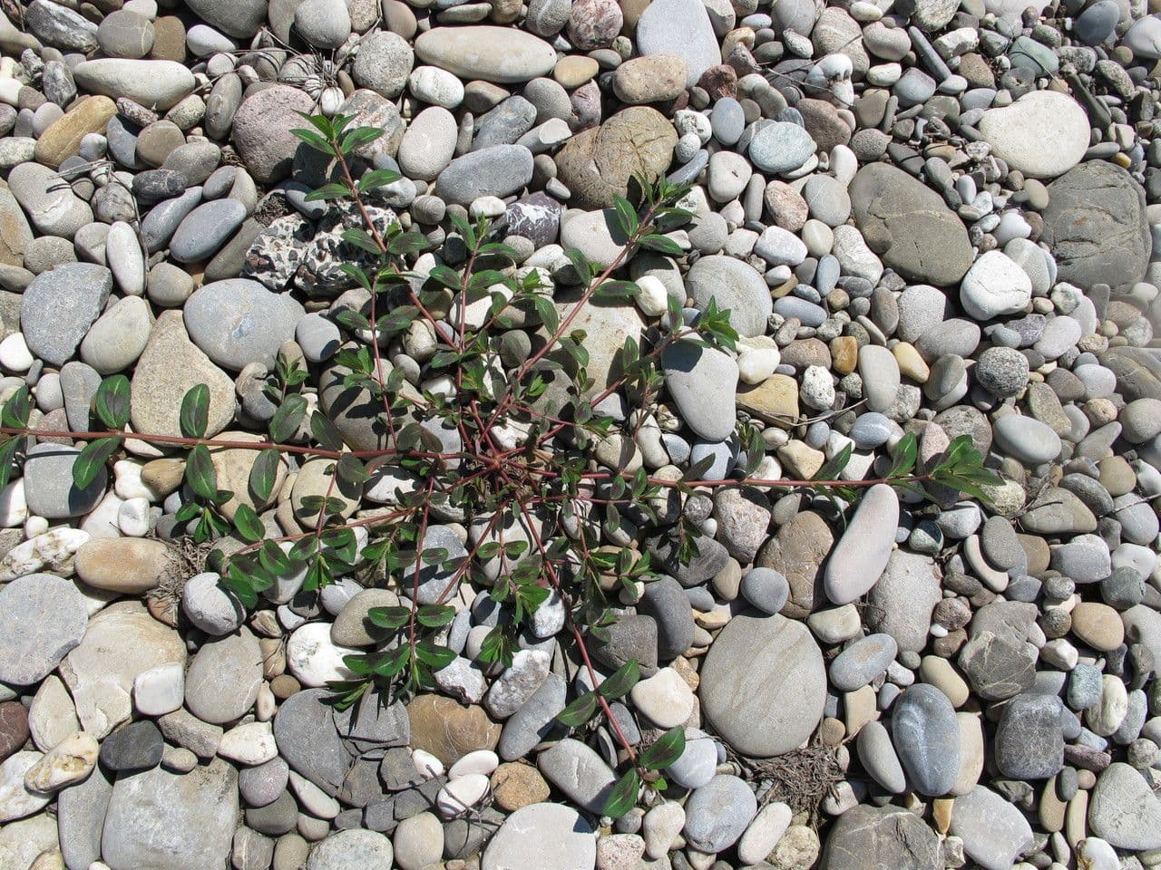 Eyebane plant with drooping stems and small flowers