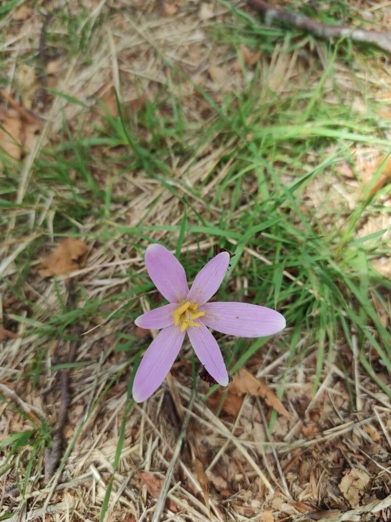 Purple flowers of Colchicum corsicum, the Corsican autumn crocus, emerging from bare ground