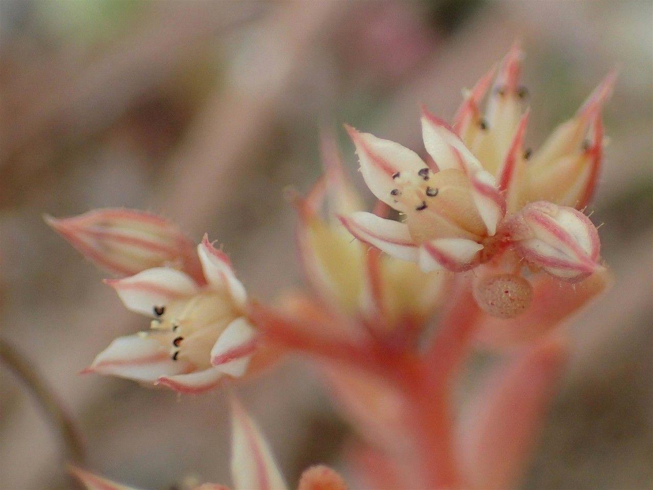 Rötliches Dickblatt breitet sich als dichtes Moos mit leuchtend roten Blüten in einem sonnigen, trockenen Beet aus.