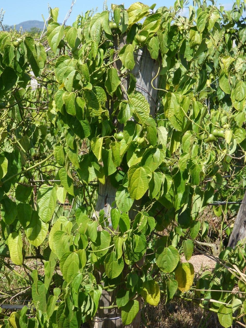Sacha Inchi plant with characteristic four-pointed fruits