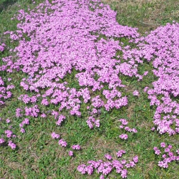 Stängellose Leimkraut-Pflanze mit rosa Blüten in dichtem Kissen