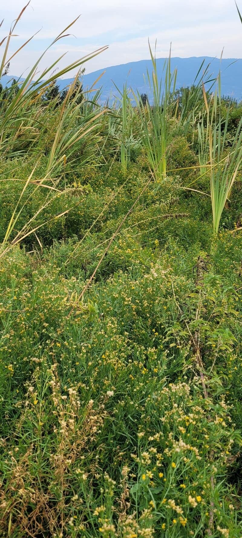 Grasblättriger Goldschirm mit goldgelben Blütentrauben im August