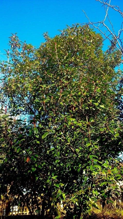 Epine-ardente de Chine baies rouges gros plan