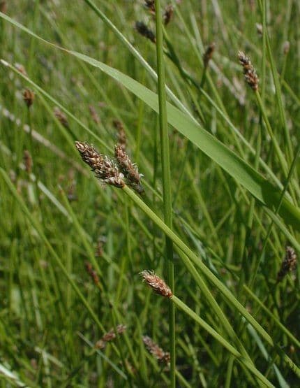 Eleocharis compressa - eleocharis comprimee en bordure d'une mare naturelle