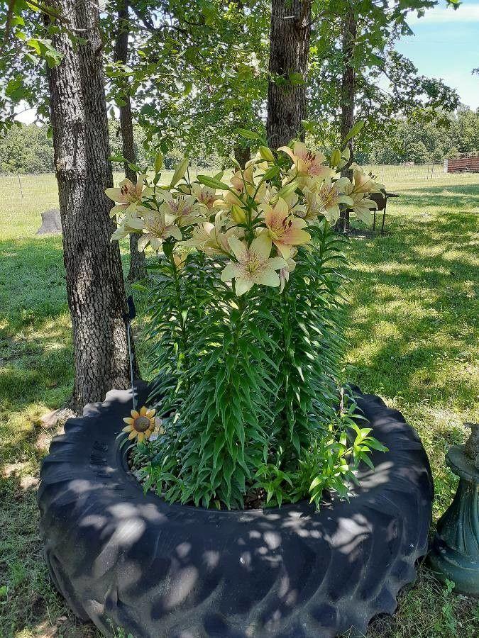 Weiße Lilie in voller Blüte an einer sonnigen Mauer
