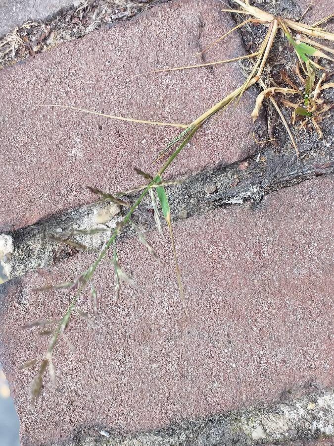 Behaartes Liebesgras in voller Blüte auf trockenem, sonnigem Boden