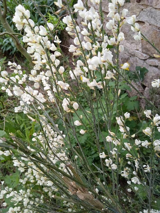 Weißer Ginster in voller Blüte mit weißen Blütenständen vor blauem Sommerhimmel