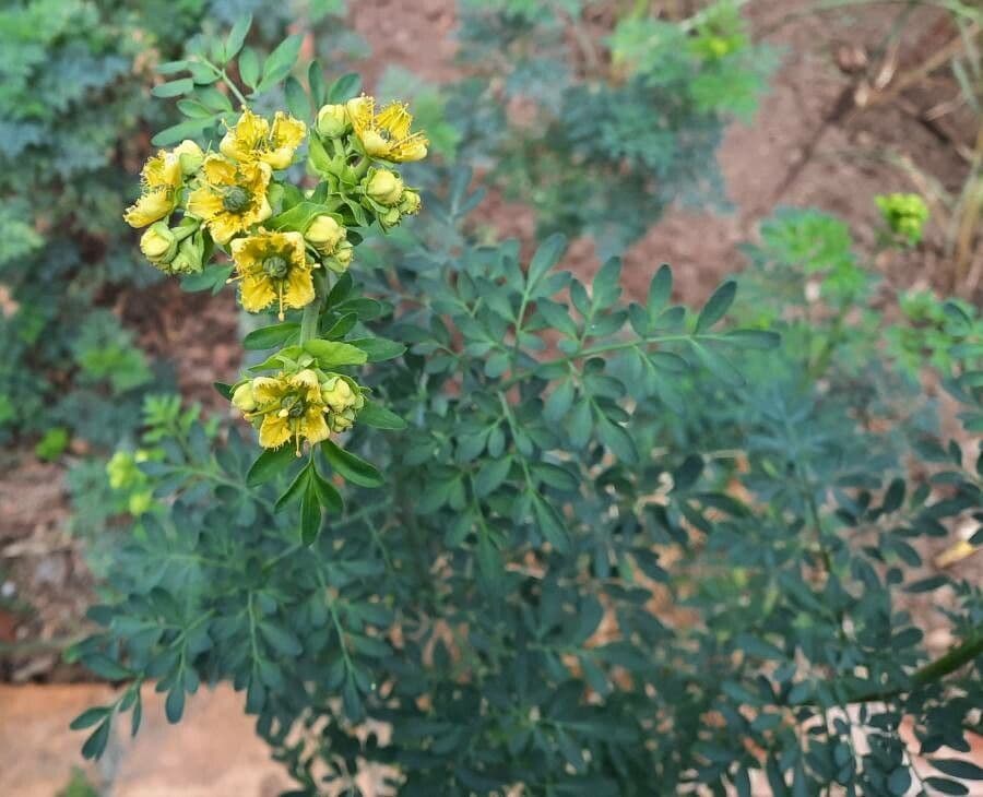Ruta chalepensis gele bloemen
