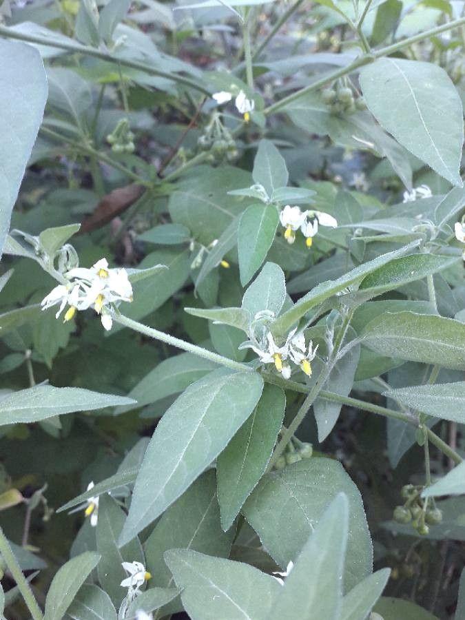 Solanum chenopodioides in voller Blüte in einer sonnigen Beetkombination mit luftigen Begleitpflanzen
