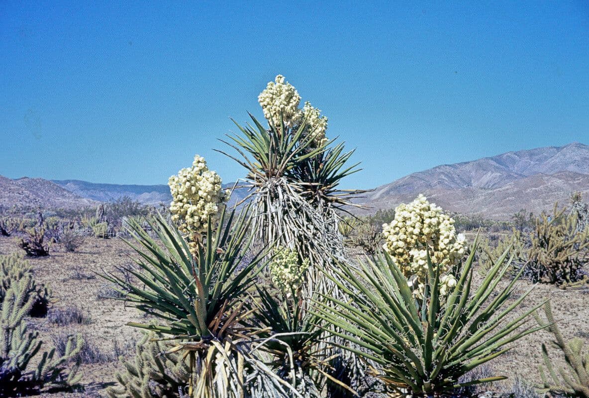 Mohave yucca plant met karakteristieke boom-achtige vorm en lange bladeren