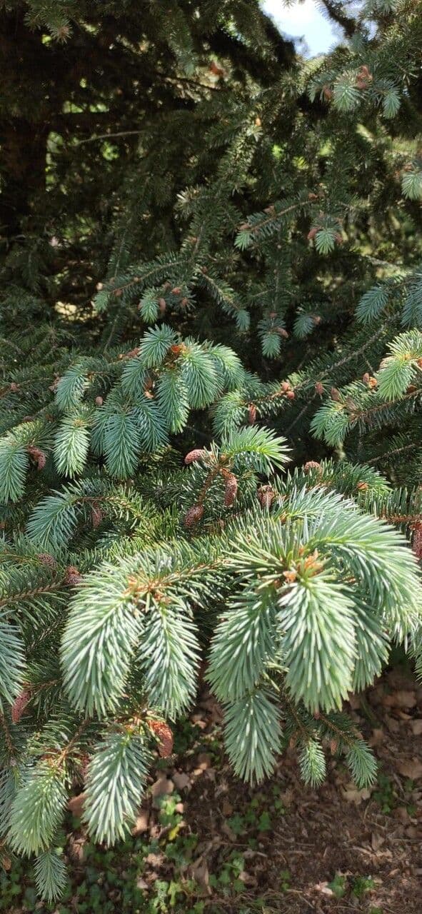 Picea chihuahuana - Chihuahua spruce