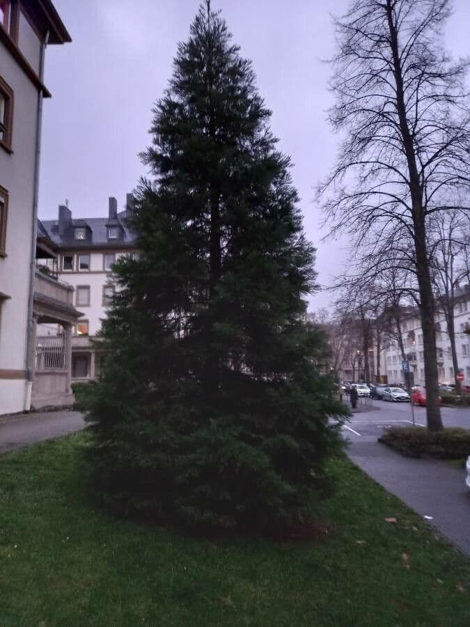 Majestieux sequoia geant s'elevant vers le ciel