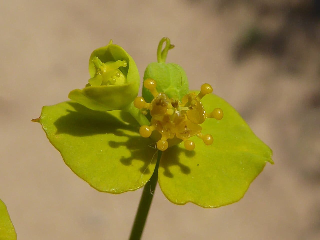 Clustered spurge with yellow flower bracts in Mediterranean setting