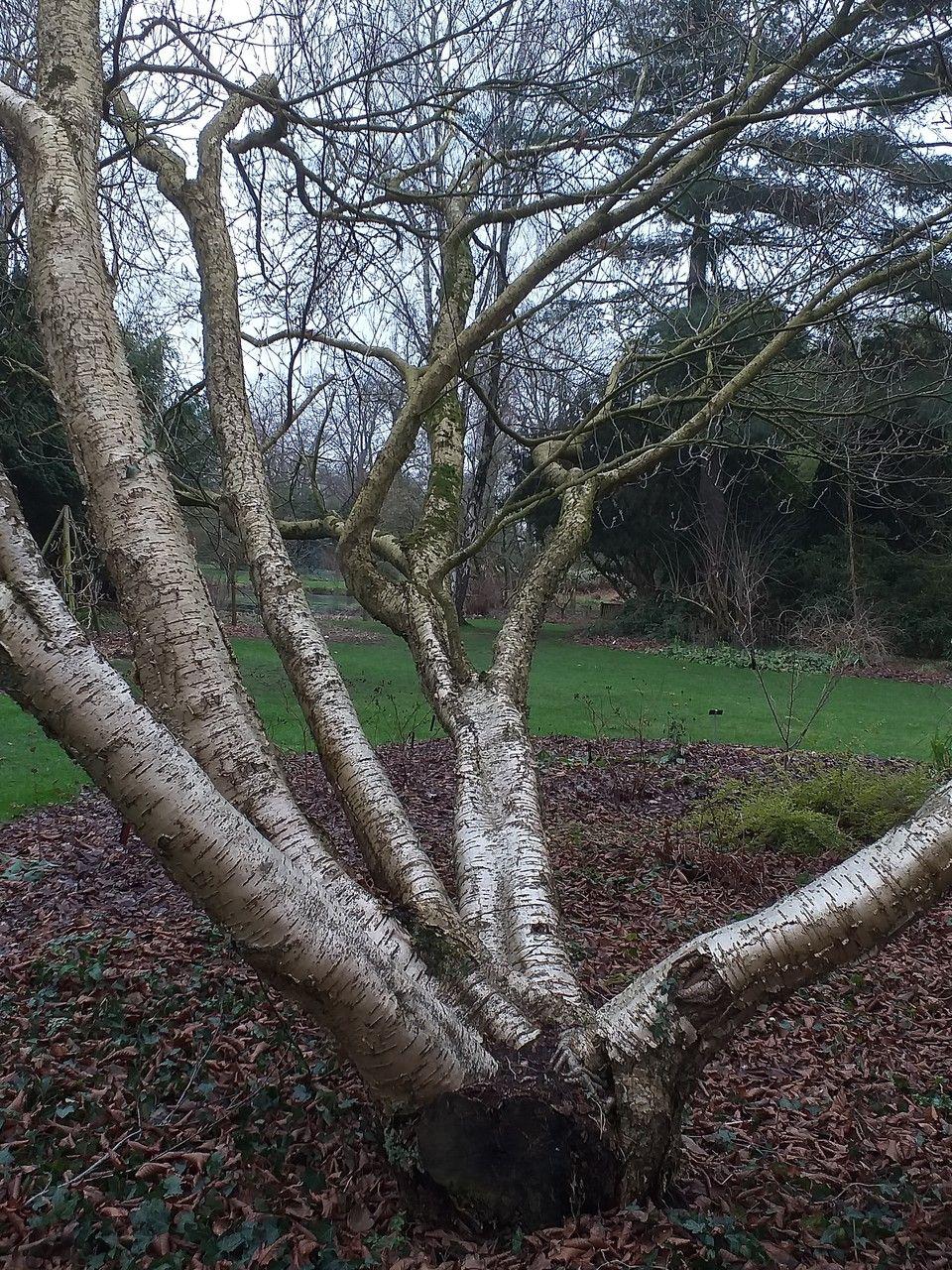 Mature Medwediew's birch with shiny dark green leaves and striped bark in a natural garden setting
