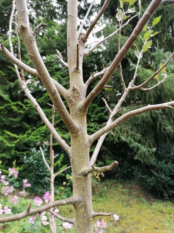 Magnolia acuminata Blume