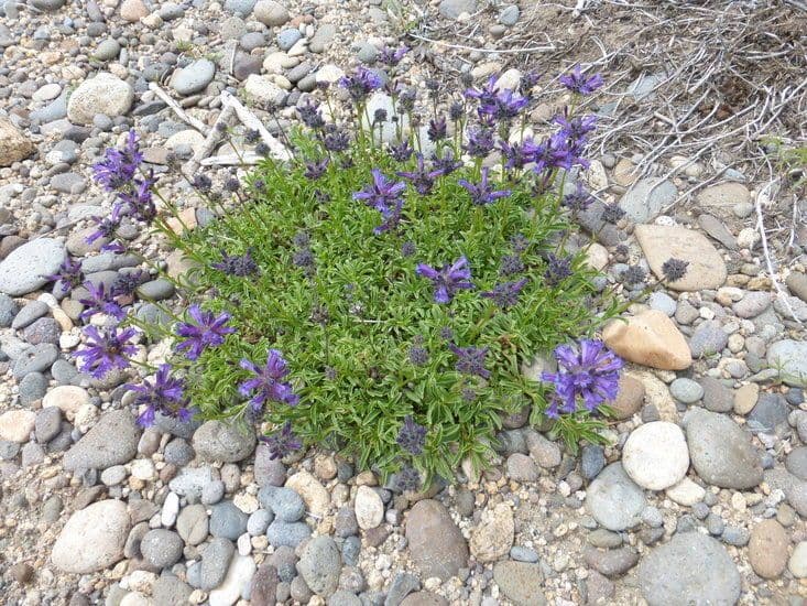 Penstemon procerus avec groupes de fleurs bleues sur tiges graciles
