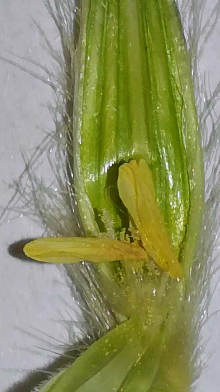 Wilder Hafer im Sommerwind, mit langen, silbrig schimmernden Ähren in einer sonnigen Beeteinfassung