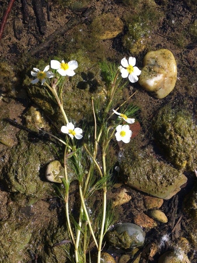 River water-crowfoot with fine submerged leaves in flowing water