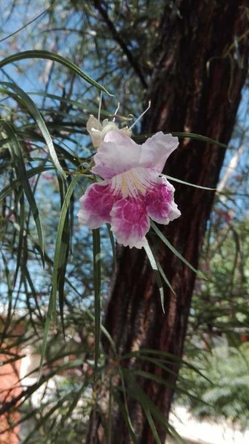 Chilopsis linearis saule du desert avec de grandes fleurs trompettes rose-violet sur des branches fines et gracieuses