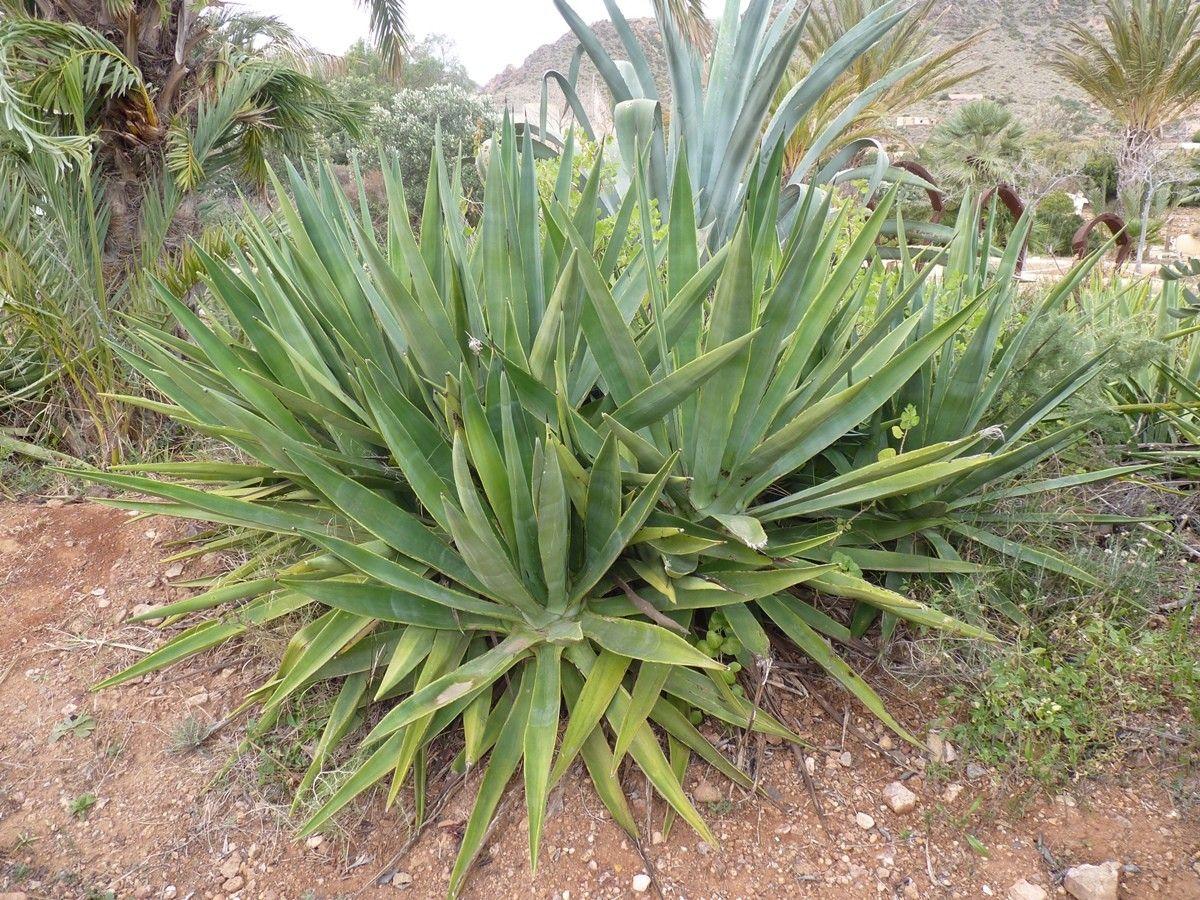 Weibersisal (Agave fourcroydes) in voller Entwicklung auf einer trockenen, sonnigen Böschung