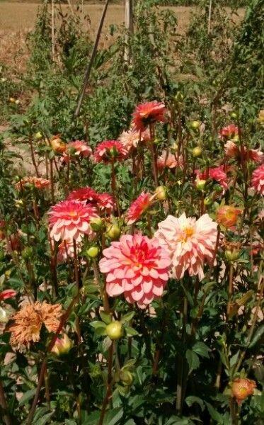 Tropisch ogende rood-witte dahlia bloemen in een zonnige bordersituatie met grijsgroene bladeren