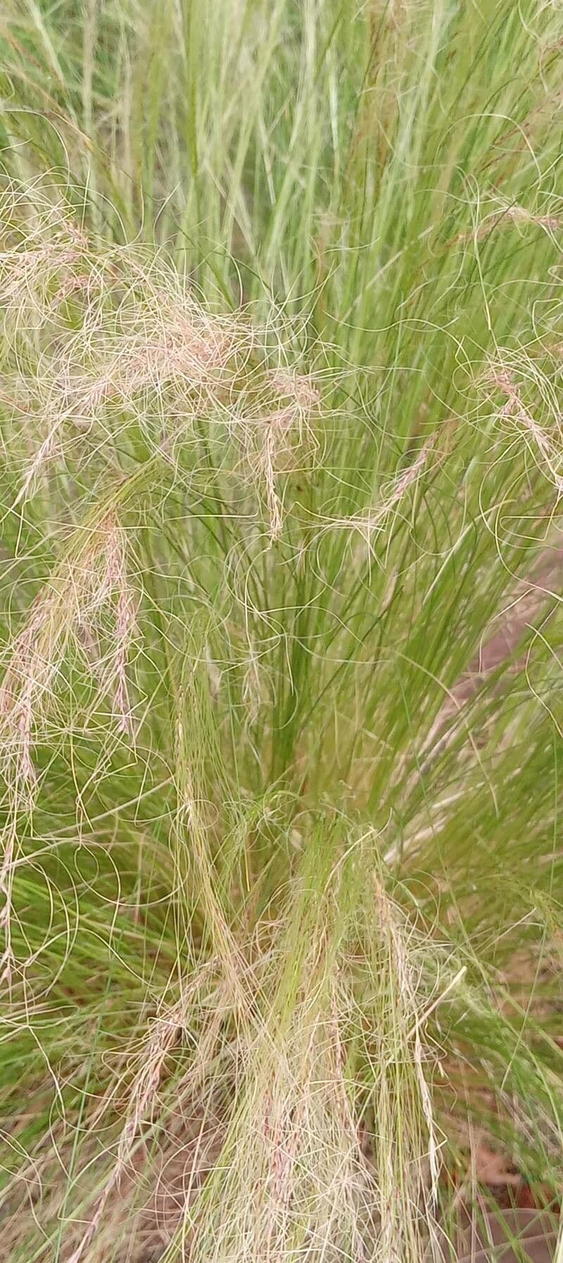 Mexikanisches Federgras in Blüte