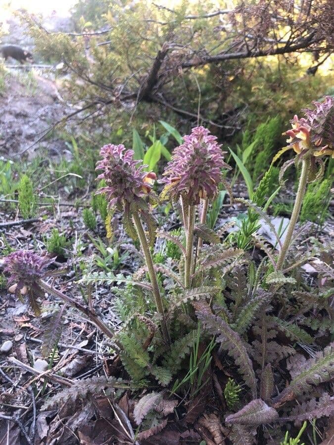 Fleurs de Pedicularis canadensis au printemps