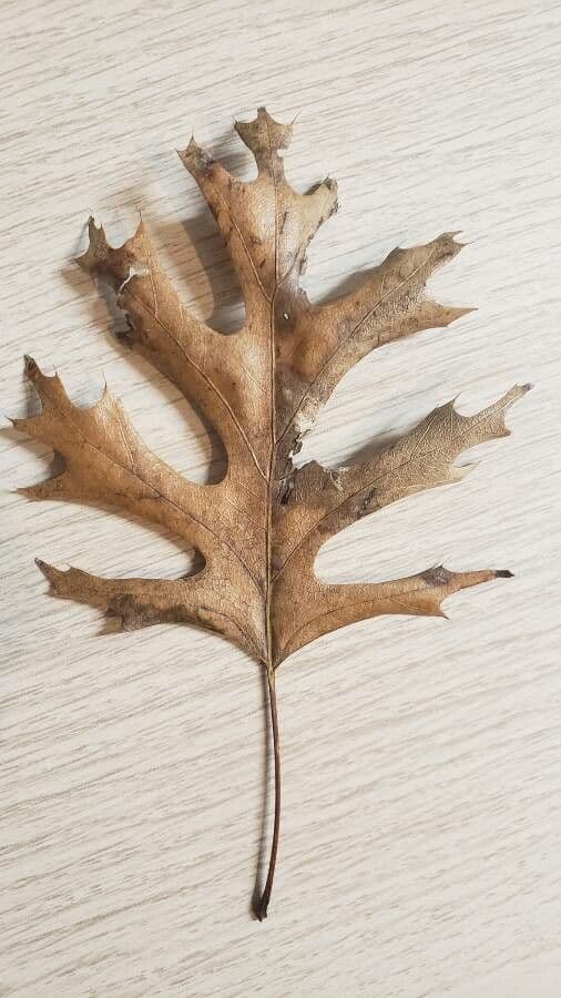 Leaves and branch of Quercus laevis displaying autumn coloration