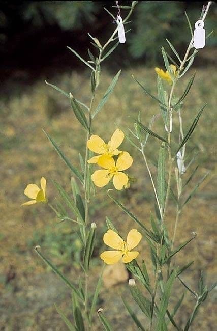 Behaarte Nachtkerze mit leuchtend gelben Blüten in einem sonnigen Staudenbeet