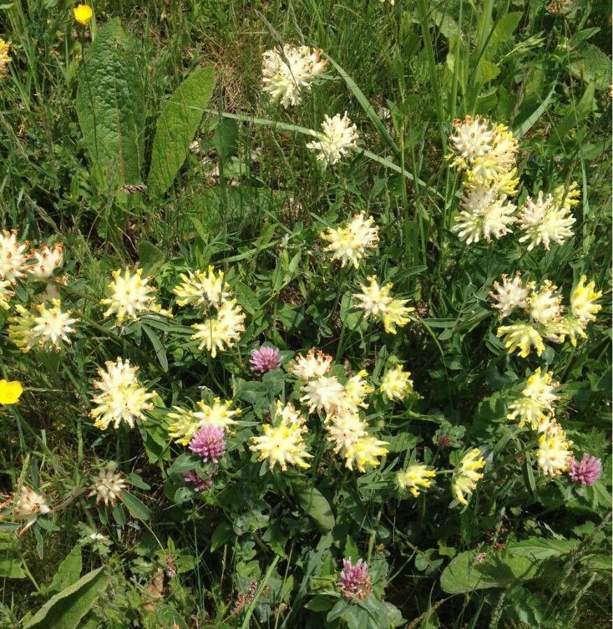 Wundklee in voller Blüte auf einem sonnigen, steinigen Hang mit Bienen am Blütenstand