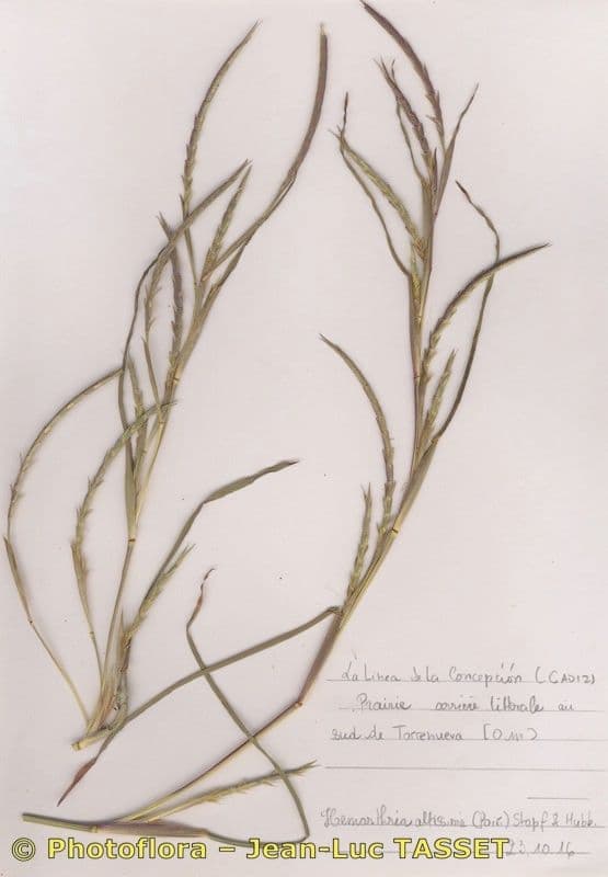 Hemarthria altissima affiche les plumes d'herbes caracteristiques dans un environnement de croissance humide